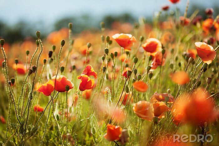Fototapete Wilde Blumen im Feld