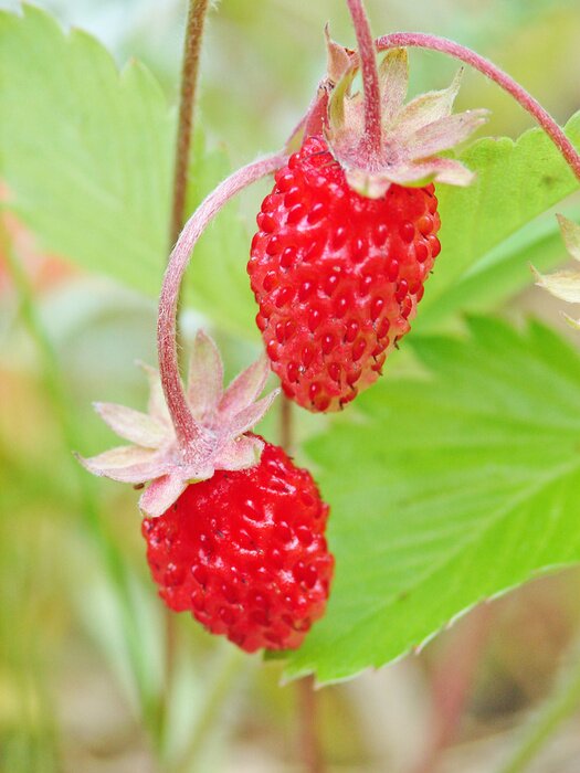 Fototapete Wilde Erdbeeren unter Natur
