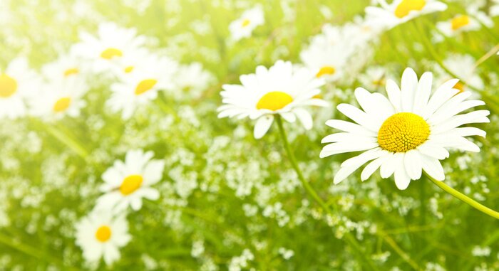 Fototapete Wilde Gänseblümchen auf der Lichtung