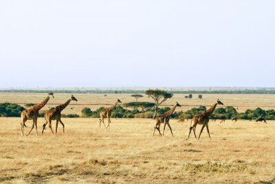 Fototapete Wilde Giraffen in Afrika