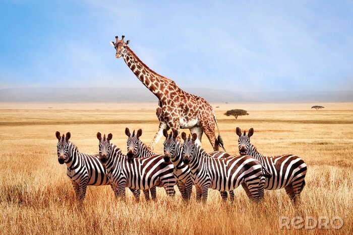 Fototapete Wilde Giraffen und Zebras in Tansania