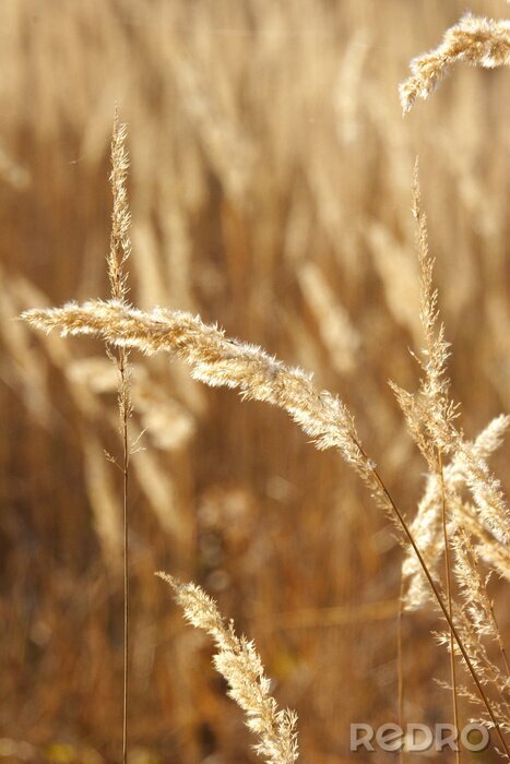 Fototapete Wilde Gräser als Natur