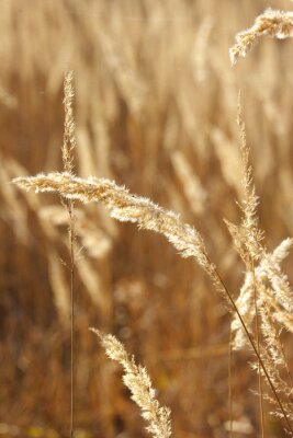 Fototapete Wilde Gräser als Natur