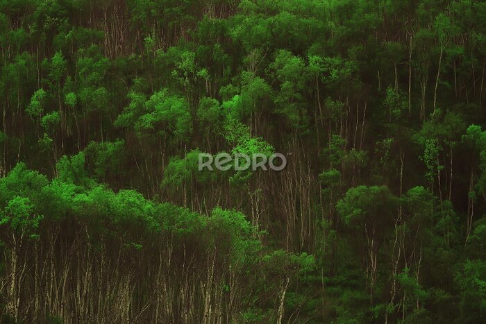 Fototapete Wilde grüne Vegetation