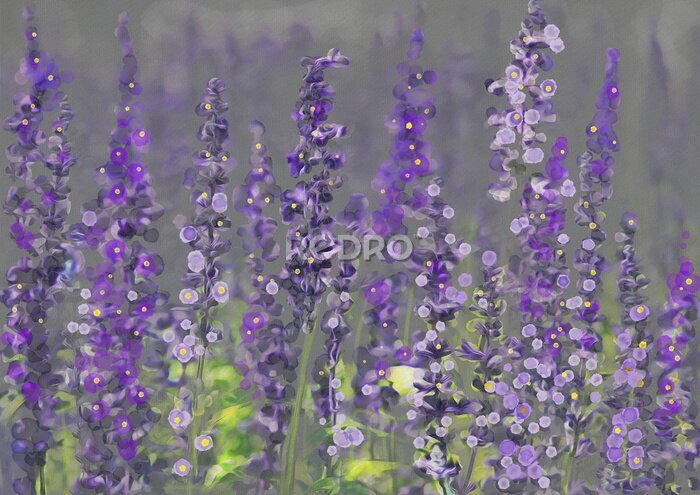 Fototapete Wilde Lavendelblüten wie gemalt