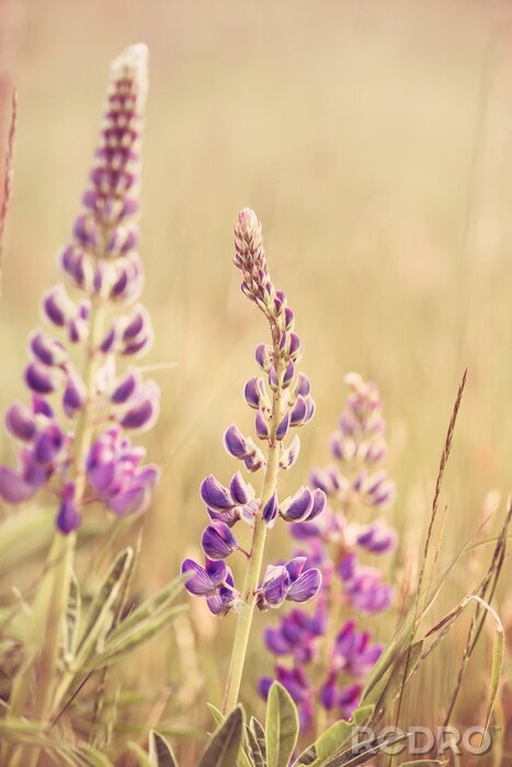 Fototapete Wilde Lupinen als Natur