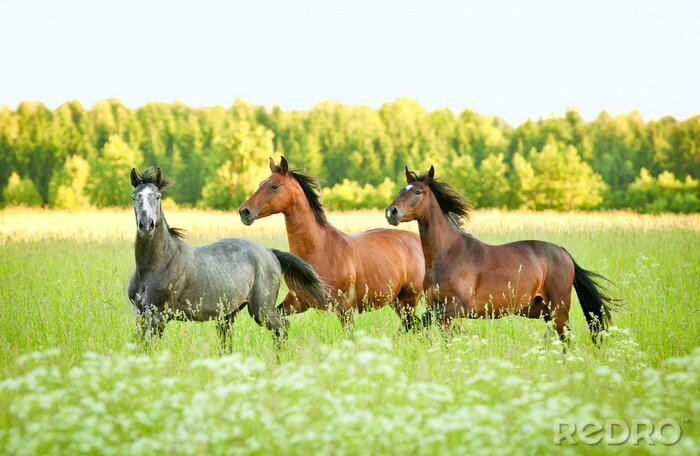 Fototapete Wilde Mustangs auf grüner Wiese