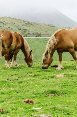 Fototapete Wilde Pferde vor dem Hintergrund der Gebirgskette