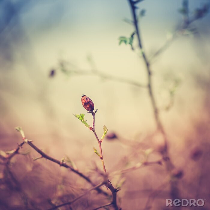 Fototapete Wilde Rose unter Natur