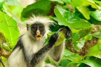 Wilde Tiere Affe im Grünen