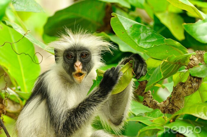 Fototapete Wilde Tiere Affe im Grünen