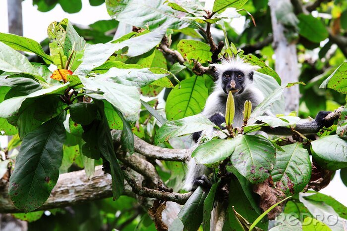 Fototapete Wilde Tiere Affen schauen hinter den Blättern hervor