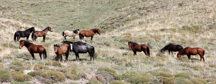 Fototapete Wilde Tiere auf der Wiese