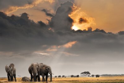 Fototapete Wilde Tiere auf Safari