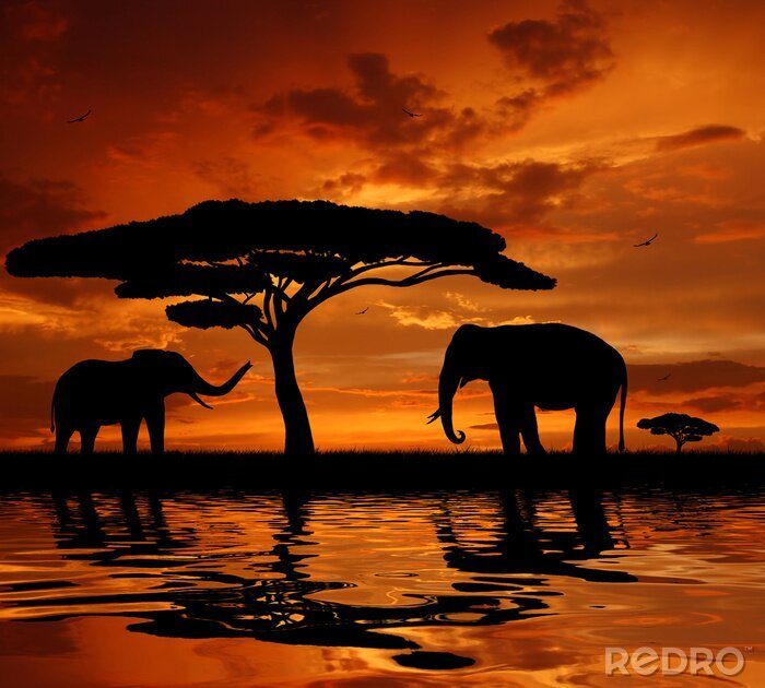 Fototapete Wilde Tiere in Afrika