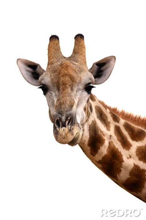 Fototapete Wilde Tiere neugierige Giraffe