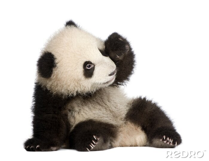 Fototapete Wilde Tiere Panda mit erhobener Pfote