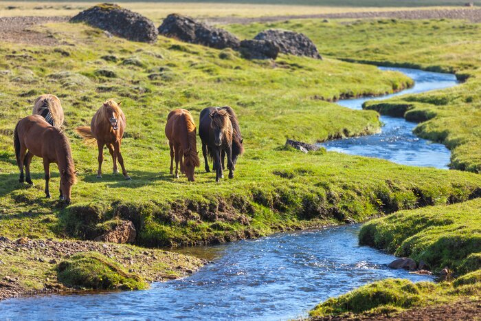 Fototapete Wilde Tierherde auf der Lichtung