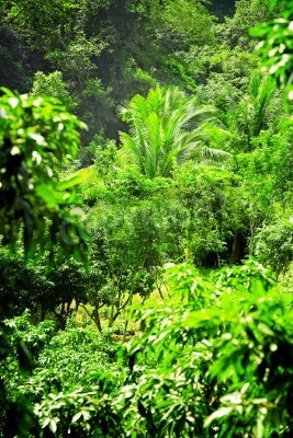 Fototapete Wilde Vegetation im Dschungel