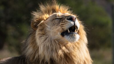 Fototapete Wilder brüllender Löwe auf Safari