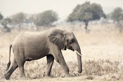 Fototapete Wilder Elefant auf Safari