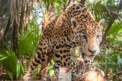 Fototapete Wilder Jaguar im Dschungel