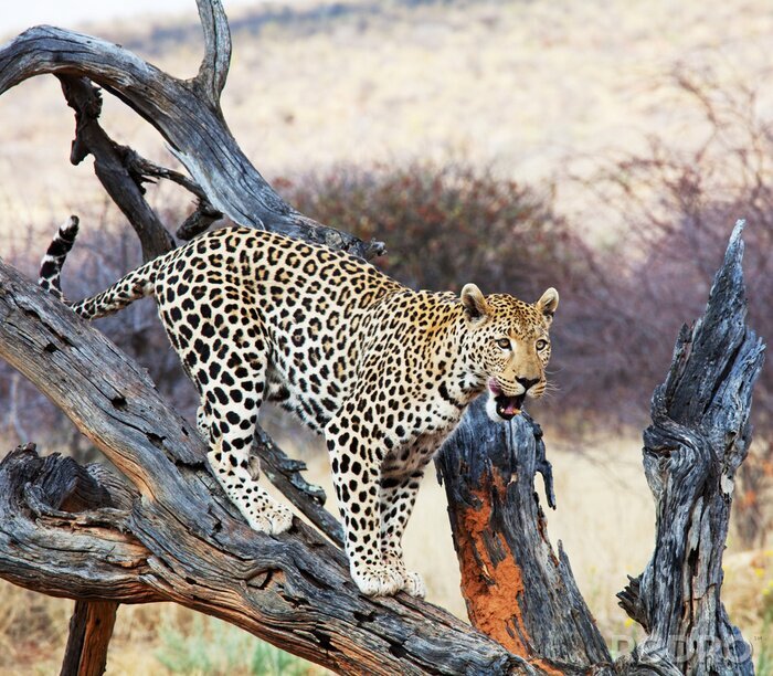 Fototapete Wilder Leopard auf Baum