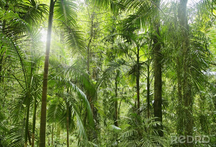 Fototapete Wilder tropischer Dschungel