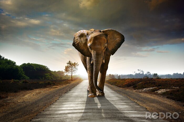 Fototapete Wildes afrikanisches Tier auf dem Weg