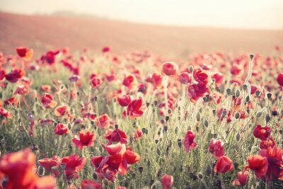 Fototapete Wildes Feld mit roten Blumen