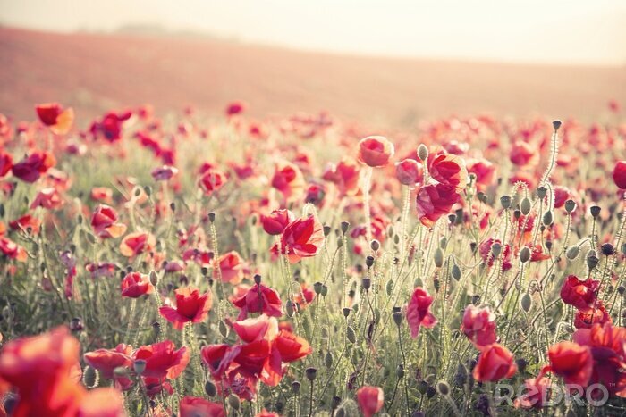 Fototapete Wildes Feld mit roten Blumen