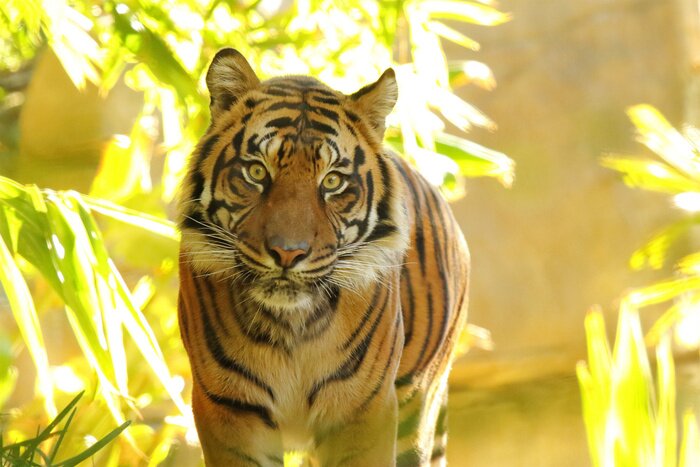 Fototapete Wildes tier im dschungel