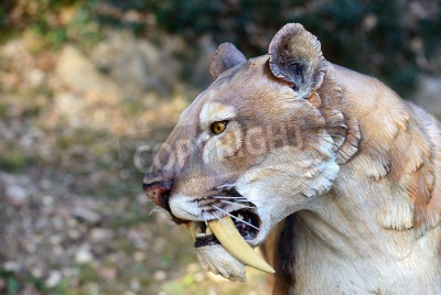 Fototapete Wildkatze mit reißzähnen