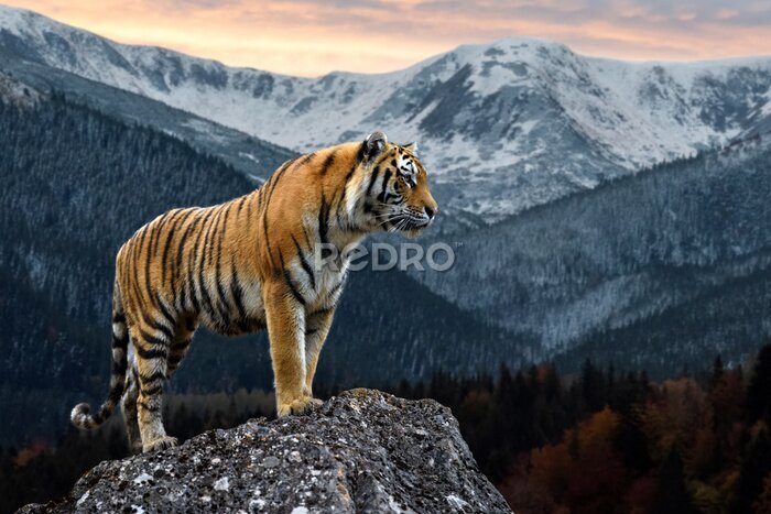 Fototapete Wildkatze vor dem Hintergrund einer Berglandschaft