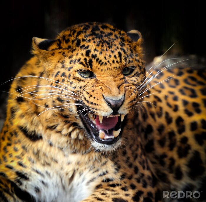 Fototapete Wildkatze zeigt ihre Zähne