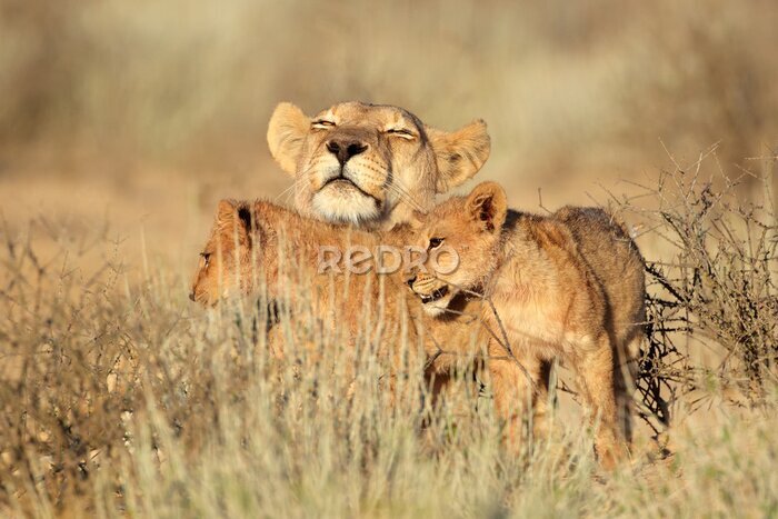 Fototapete Wildkatzen in der Savanne