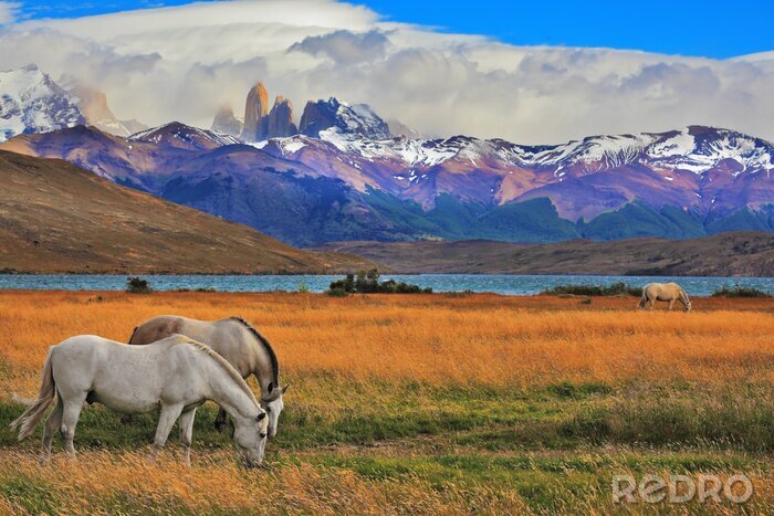 Fototapete Wildpferde in den Steppen