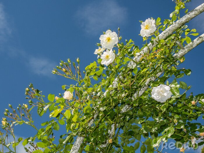 Fototapete Wildrose im Garten