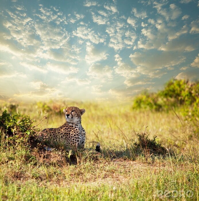 Fototapete Wildtier Gepard im Gras