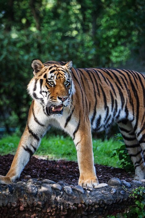 Fototapete Wildtier im wald