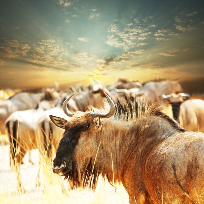 Fototapete Wildtiere bei Sonnenuntergang