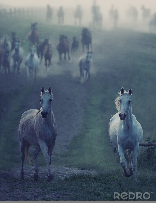 Fototapete Wildtiere, die auf dem Feld herumlaufen