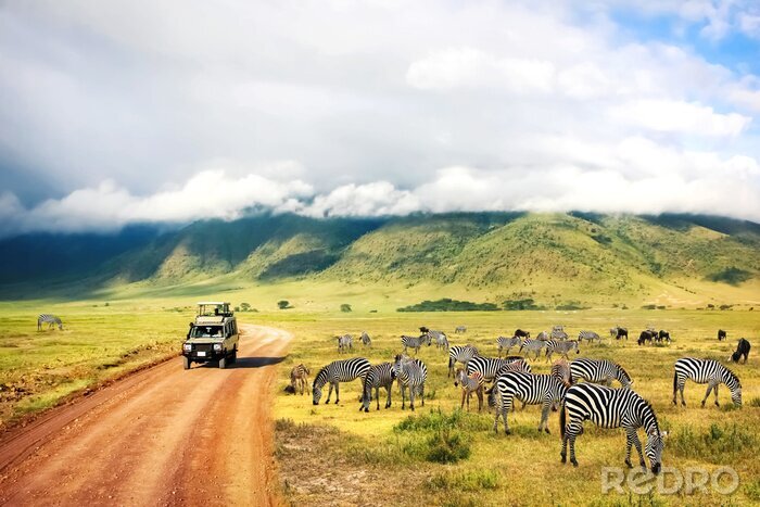 Fototapete Wildtiere in Afrika