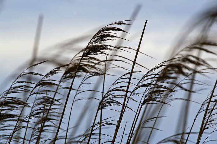 Fototapete Wind unter Natur
