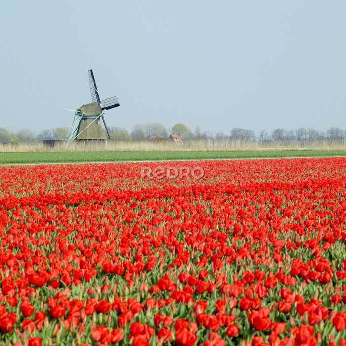 Fototapete Windmühle mit Tulpenfeld nahe Ooster Egalementsloot Kanal, Neth
