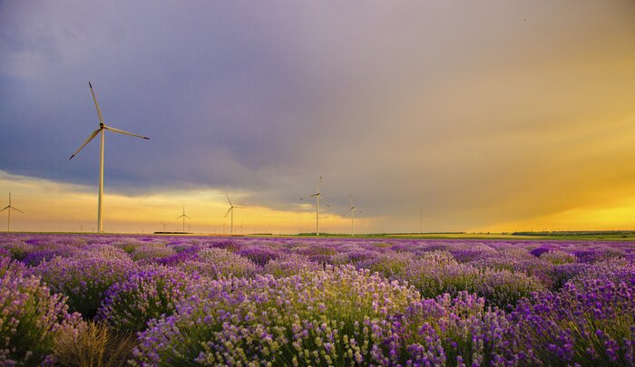 Fototapete Windmühle und Lavendelfeld