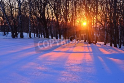 Fototapete Winter Birken und Sonnenuntergang