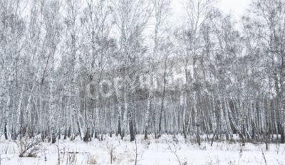 Fototapete Winter-Birkenwald