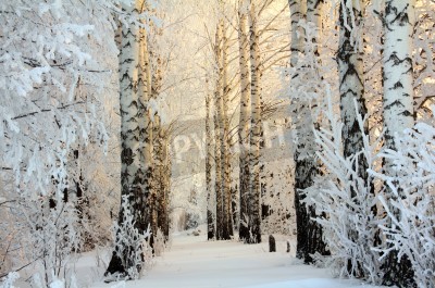 Fototapete Winter im Birkenwald