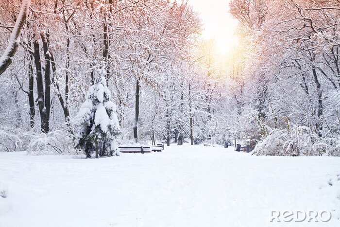 Fototapete Winter im Wald bei Sonnenuntergang